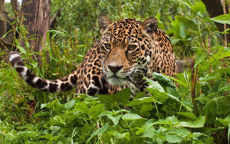 Amazing, wild, jungle, cute, leopard, green, animal, face, predator, HD  wallpaper | Peakpx