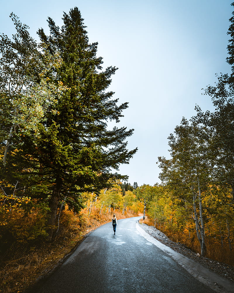 loneliness, walk, road, autumn, solitude, forest, HD phone wallpaper
