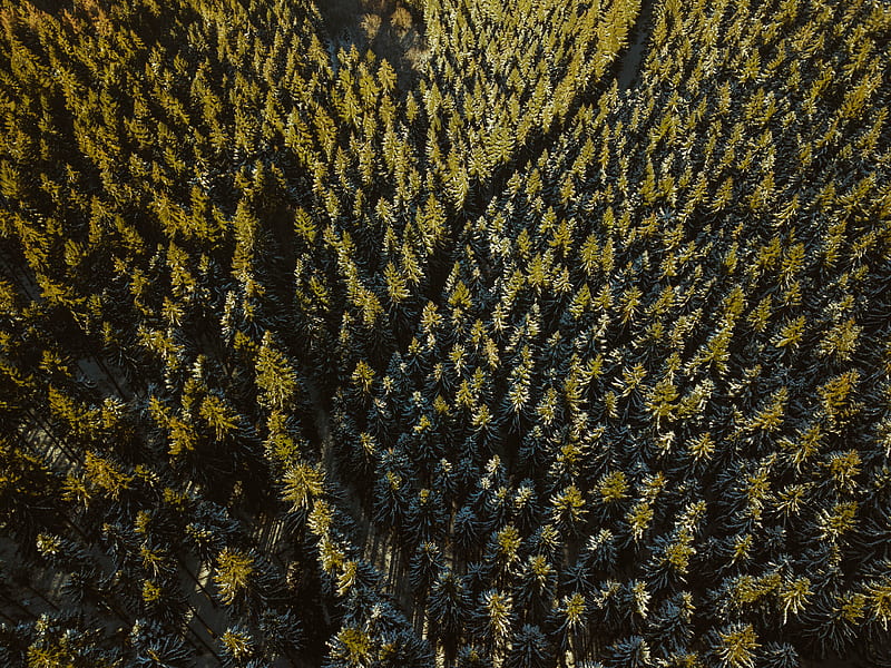 top view of rive between trees, HD wallpaper