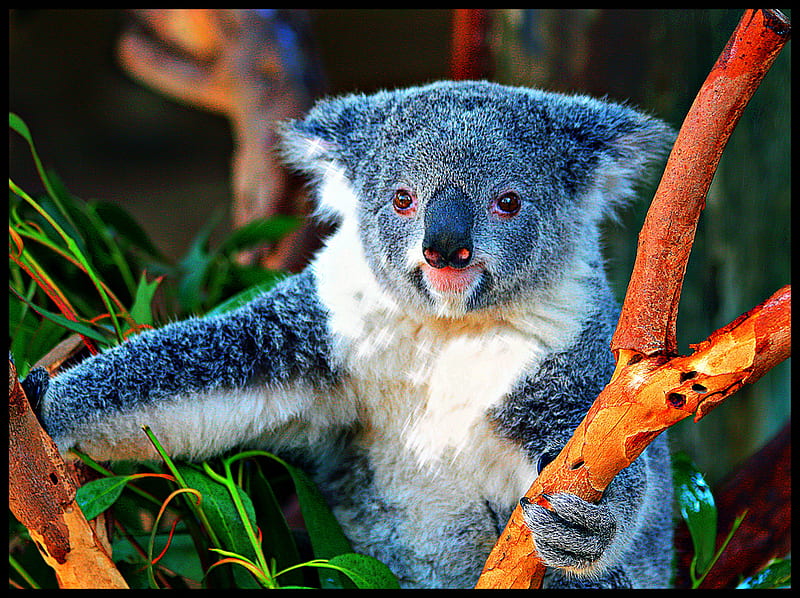 Koala bear, colorful, bonito, koala, sweet, cute, eucalyptus, beauty, bears, popular, animals, HD wallpaper