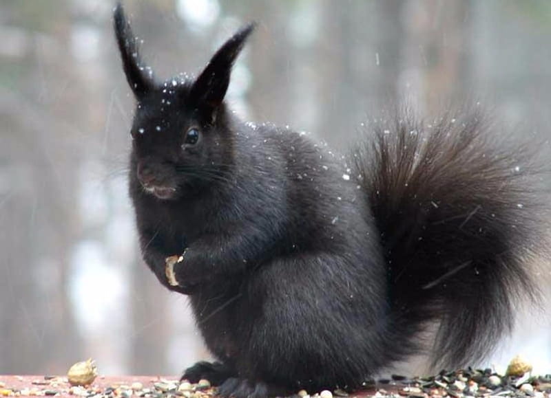 Black Squirrel, Black, bonito, Squirrel, Outside, Animals, HD wallpaper