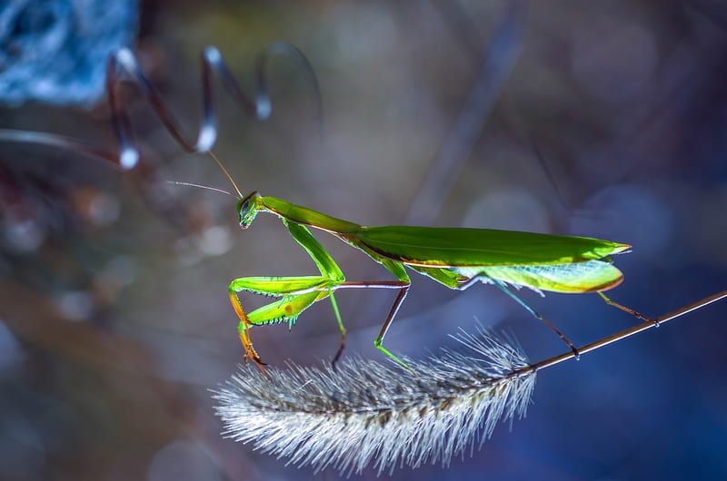 Praying Mantis, calugarita, green, blue, insect, HD wallpaper