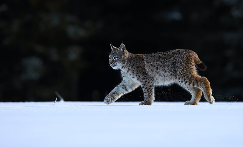 lynx, animal, predator, big cat, wildlife, HD wallpaper