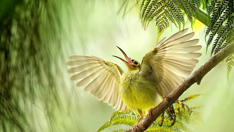 Sunbird Open Wings And Beak, HD wallpaper