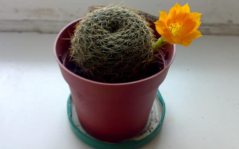 cactus flower, pretty, bloom, flower, cactus, blooming, HD wallpaper