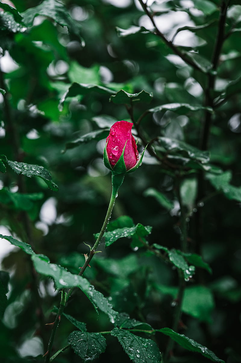 rose, flower, bloom, drops, wet, HD phone wallpaper
