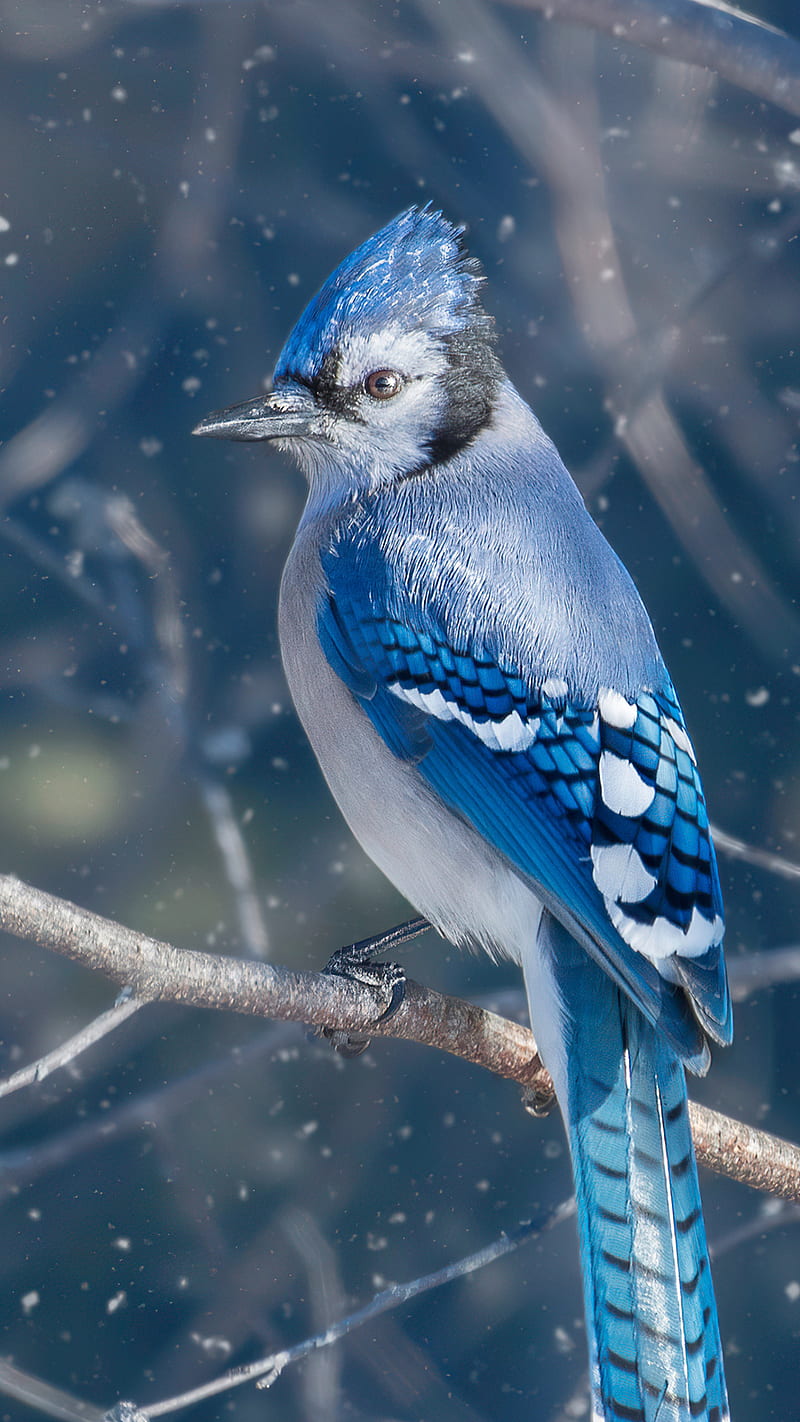 Blue Jay bird , blue jay, blue bird, snow, lockscreen, HD phone wallpaper
