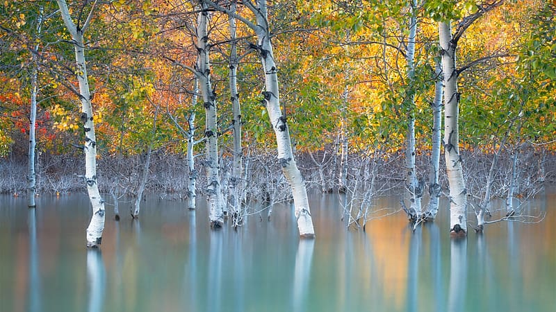 Sunken Color, Alberta, leaves, aspens, trees, colors, water, canada, HD wallpaper