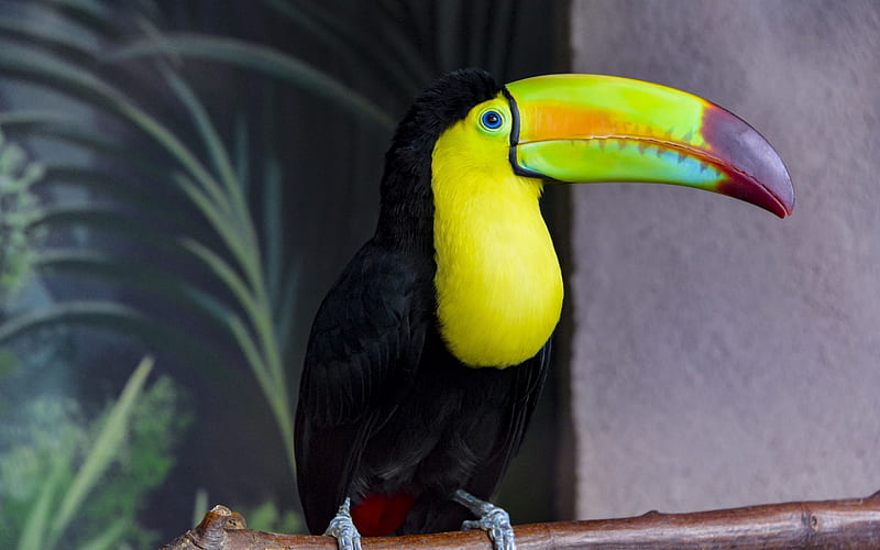 toucan, Ramphastos, Yellow-throated toucan, South America, beautiful bird, HD wallpaper