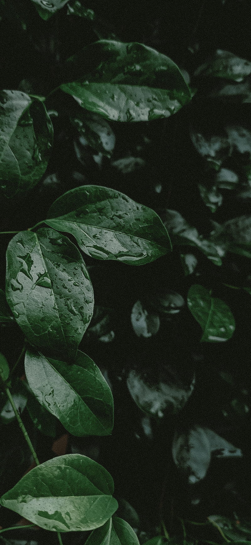 1920x1080px, 1080P free download | Moody day, aesthetic, green, nature ...