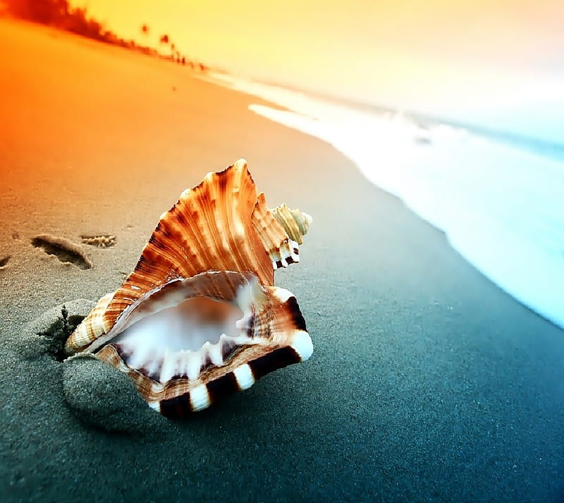 66,205 Seashells Wallpapers Images, Stock Photos, 3D objects, & Vectors |  Shutterstock