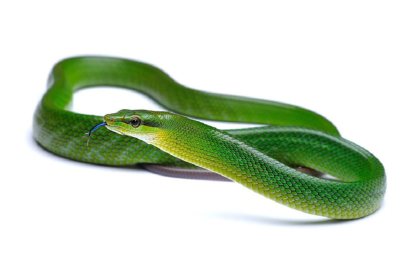 Snake...but beautiful!!!, white, blow, reptiles, green, HD wallpaper |  Peakpx