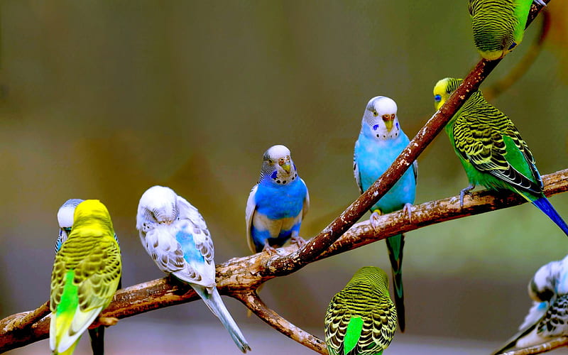 Parrots, bird, perush, papagal, colorful, pasari, parrot, HD wallpaper