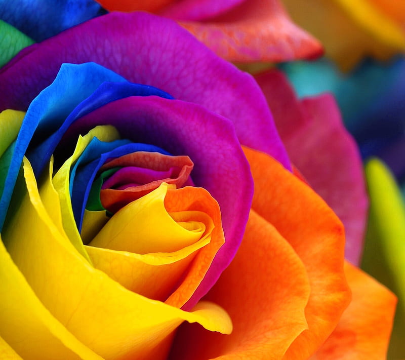 Colorful rose, bonito, colorful, flowers, orange, petals, rose, yellow ...
