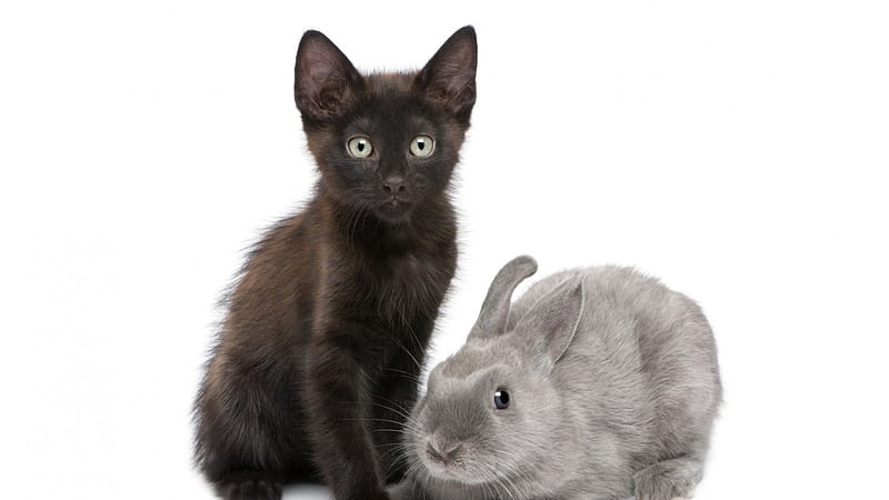 Kitten and bunny, rabbit, black, easter, cat, animal, sweet, cute, gris, kitten, white, couple, HD wallpaper