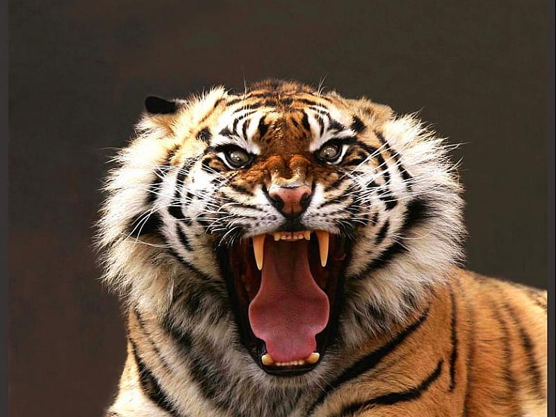 Angry Tiger, tiger, angry, HD wallpaper | Peakpx