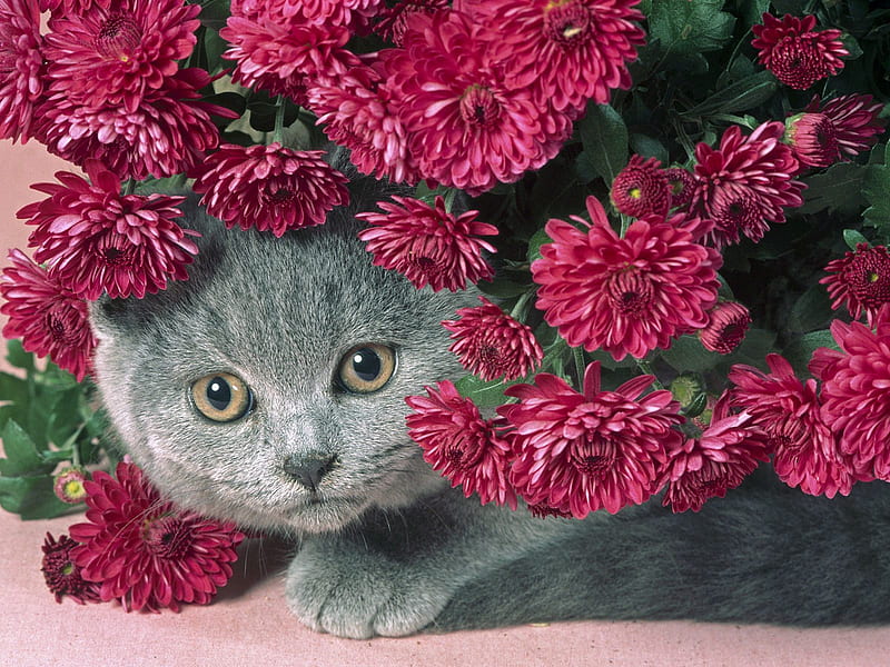 Persian Kitten !!!, red, persian, kitty, flower, flowers, cat, animal, HD wallpaper