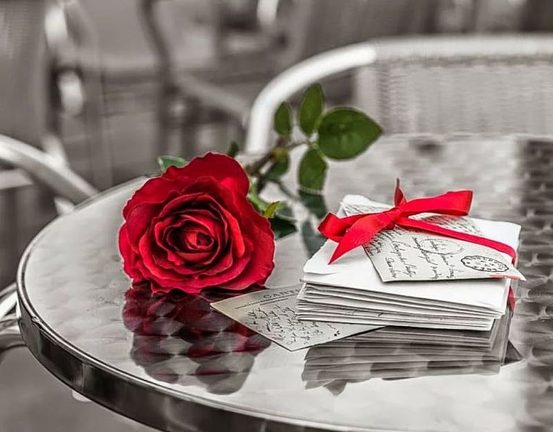 Flower, red, rose, letters, HD wallpaper | Peakpx