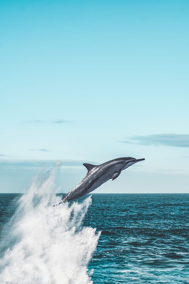dolphin jumping on sea during daytime, HD phone wallpaper