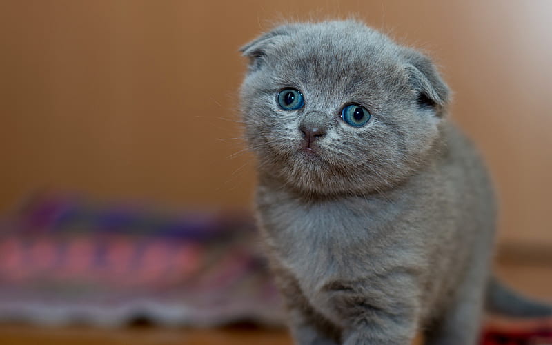 Gray Scottish Fold, bokeh, cat with blue eyes, domestic cat, pets, kitten, Scottish Fold, gray cat, cute animals, cats, Scottish Fold Cat, HD wallpaper