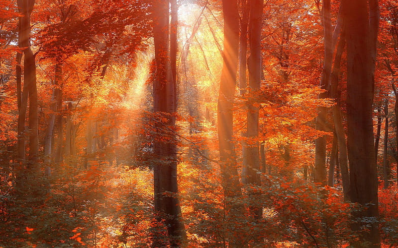 Sun Rays in Autumn Forest, autumn, sun rays, nature, sunshine, forests, trees, HD wallpaper