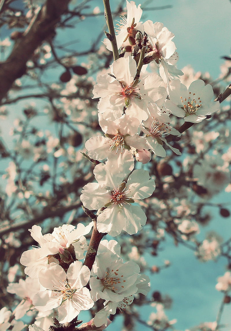 Flower DP, blossom, cherry, HD phone wallpaper | Peakpx