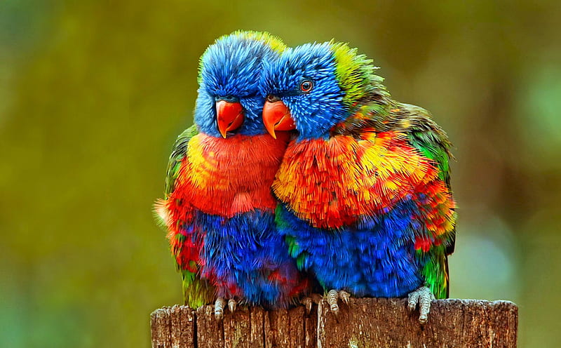 Colorful Parrot, colorful, birds, parrot, friendship, HD wallpaper