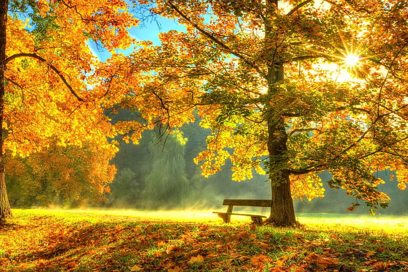 Autumn park, rest, fall, autumn, golden, sunlight, bench, bonito, park, foliage, tree, leaves, serenity, peaceful, walk, sunshine, morning, HD wallpaper