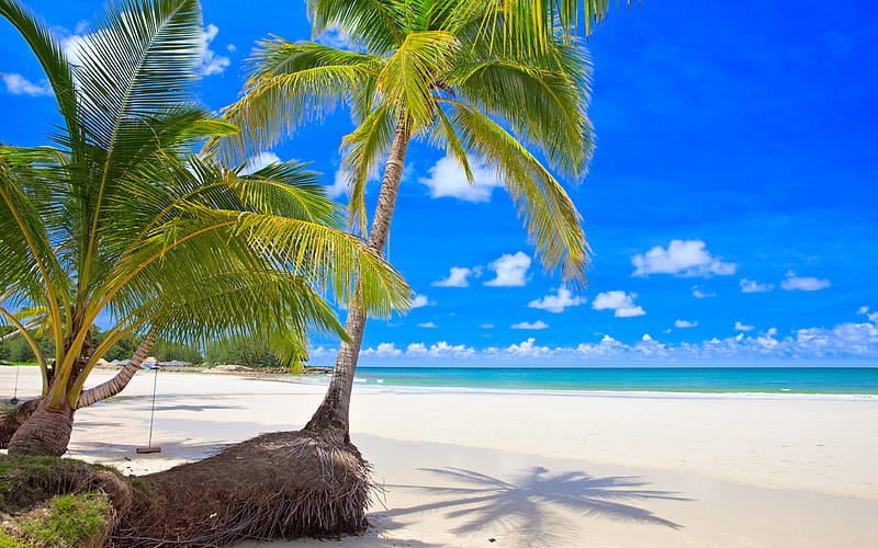 tropical island, beach, sea, sand, Seychelles, palms, HD wallpaper