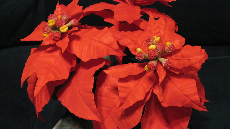 Flor de nochebuena roja en flores de negro, Fondo de pantalla HD | Peakpx