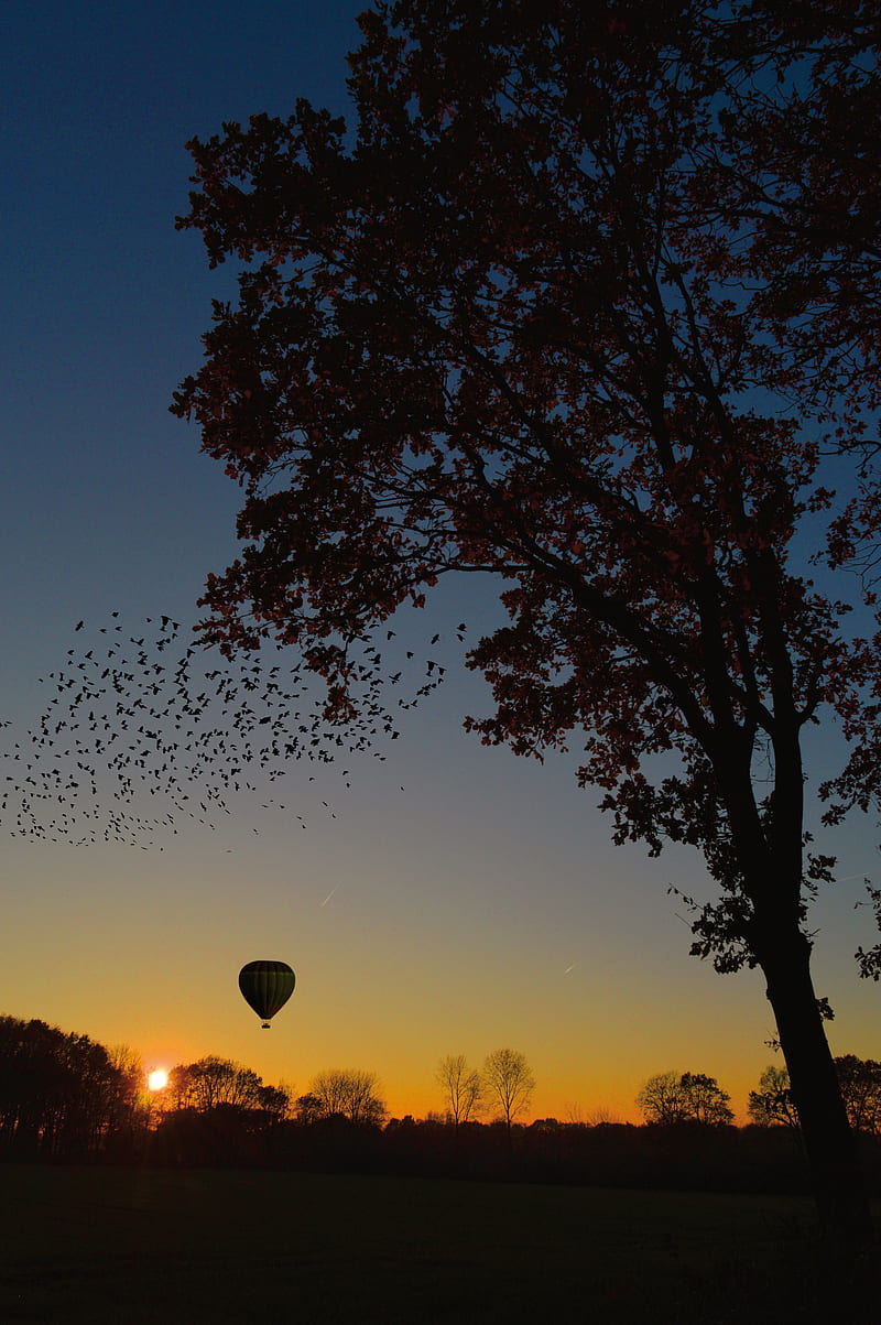 air balloon, aerostat, tree, sunset, foliage, horizon, HD phone wallpaper