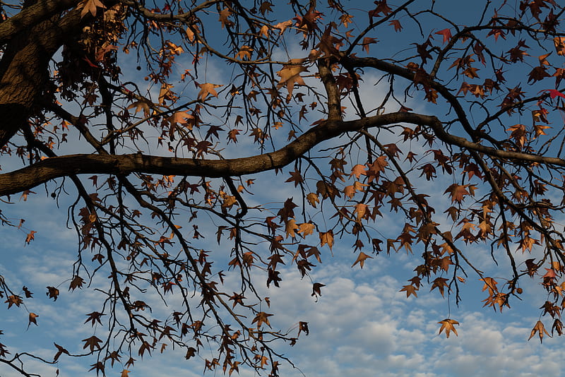 tree, branches, leaves, dry, autumn, HD wallpaper