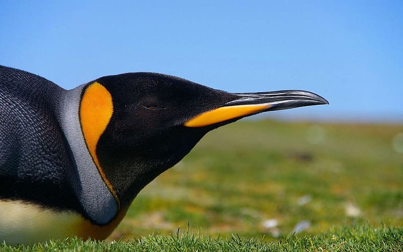 Aves, Animales, Pingüino, Fondo de pantalla HD | Peakpx Aves, Animales, Pingüino, Fondo de pantalla HD | Peakpx
