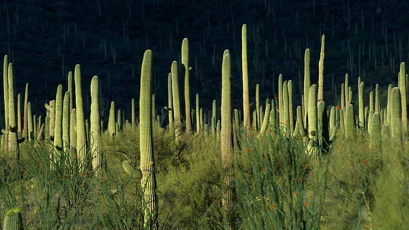 Saguaro, plants, nature, cactus, cacti, HD wallpaper