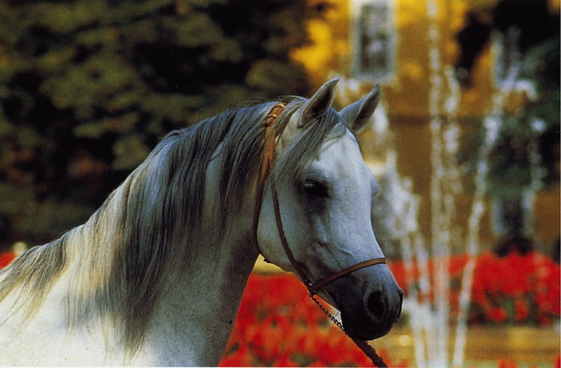 White Horse, breeds, gray horses, white horses, animals, horses, HD wallpaper