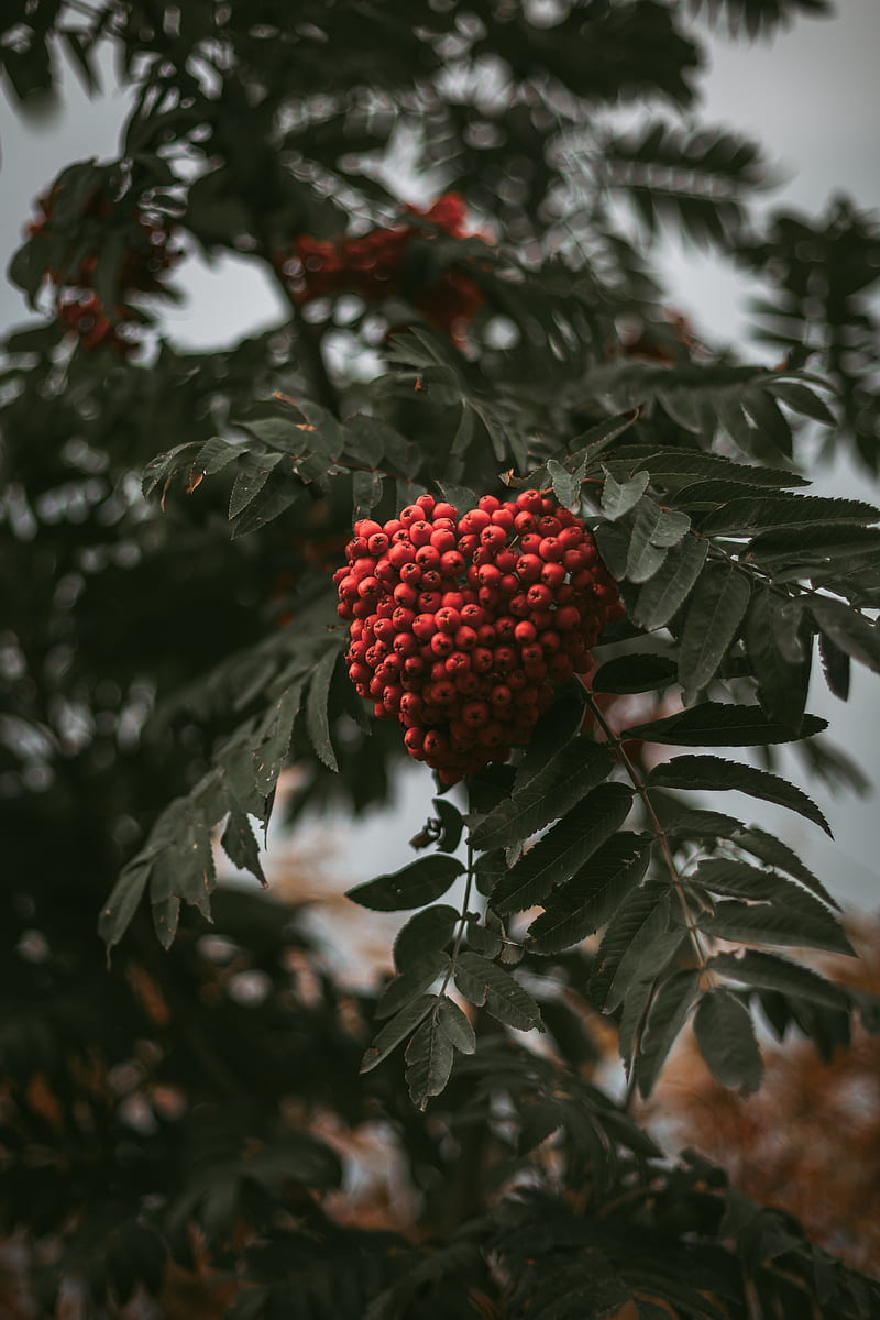 rowan, branch, berries, bush, leaves, HD phone wallpaper