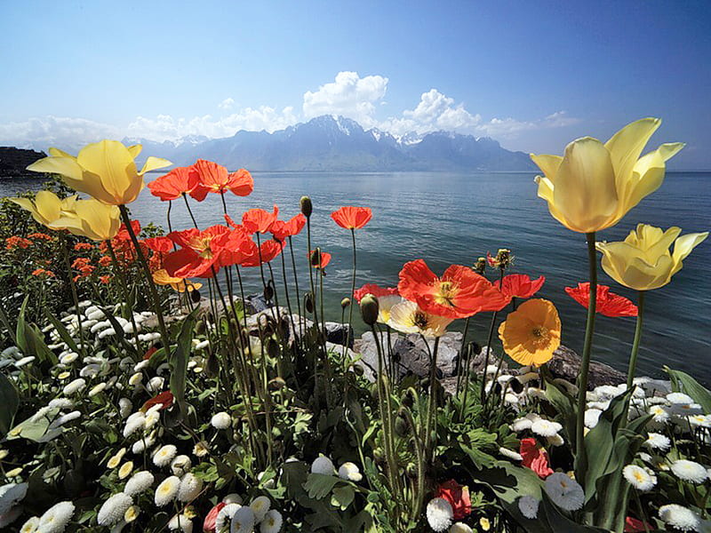 Wild Flowers, red, wild, poppies, flowers, yellow, tulips, field, HD wallpaper