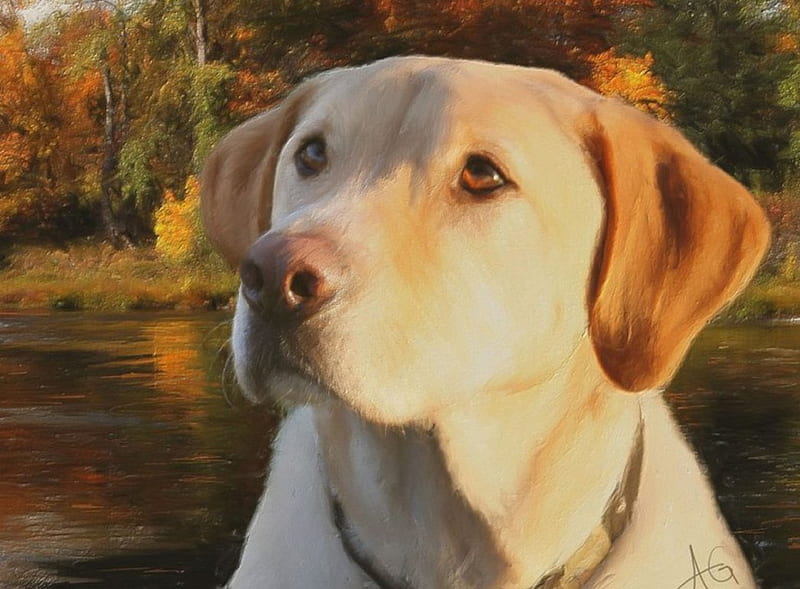 Sweet dog, autumn, loyal, puppy, dog, animal, sweet, HD wallpaper