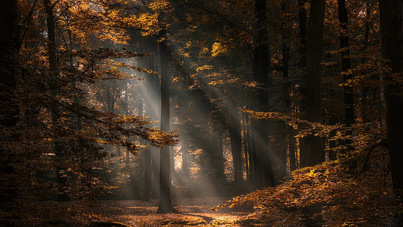 Deep in a forest, forest, graphy, autumn, deep, dark, dusk, nature, moody, HD wallpaper
