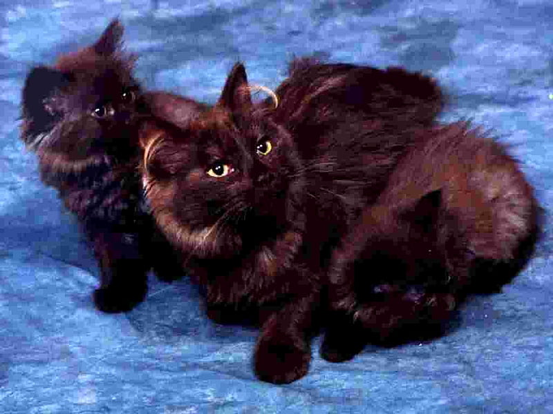 Chantilly and Tiffany kittens, feline, cat, kitten, animal, sweet, HD wallpaper