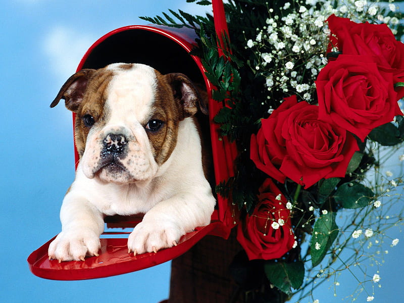 Untitled , kierra, mailbox, valentine, roses, puppy, bulldog, HD wallpaper