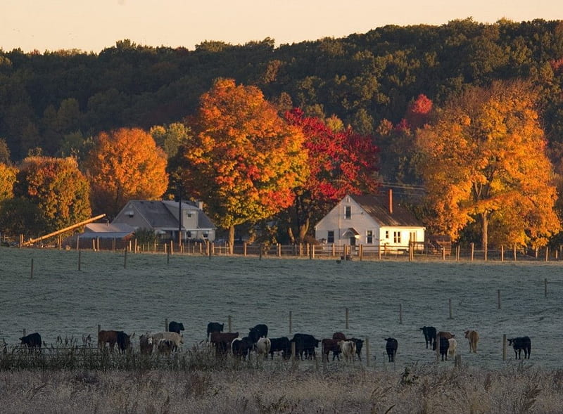 Farm in Autumn, autumn trees, house, cattle, fields, country, HD wallpaper