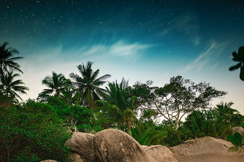 palm trees, starry sky, stones, tropics, HD wallpaper