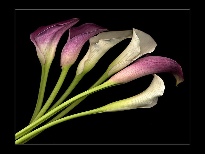 cala, lily, flower, white, purple, HD wallpaper