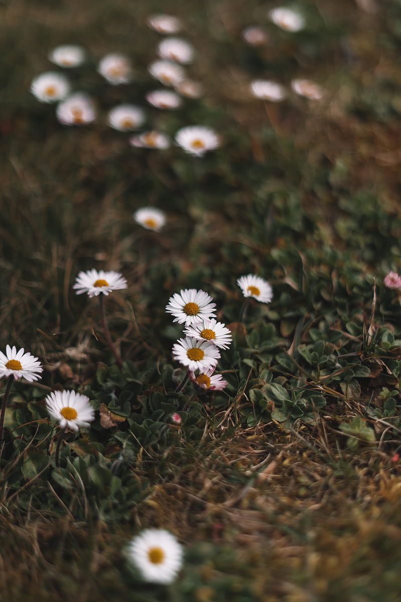 white daisies on green grass during daytime, HD phone wallpaper