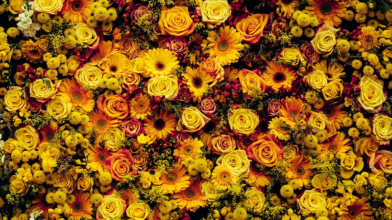 Flowers, rose, texture, yellow, harry grout, flower, skin, HD wallpaper