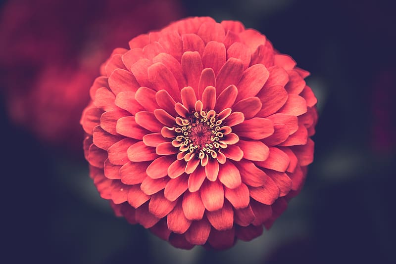red flower, petal, filament, anther, style, stigma, sepal, HD wallpaper