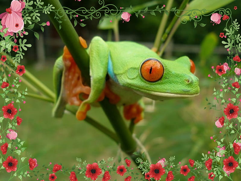 RED EYED FROG, FROG, EYED, RED, HD wallpaper