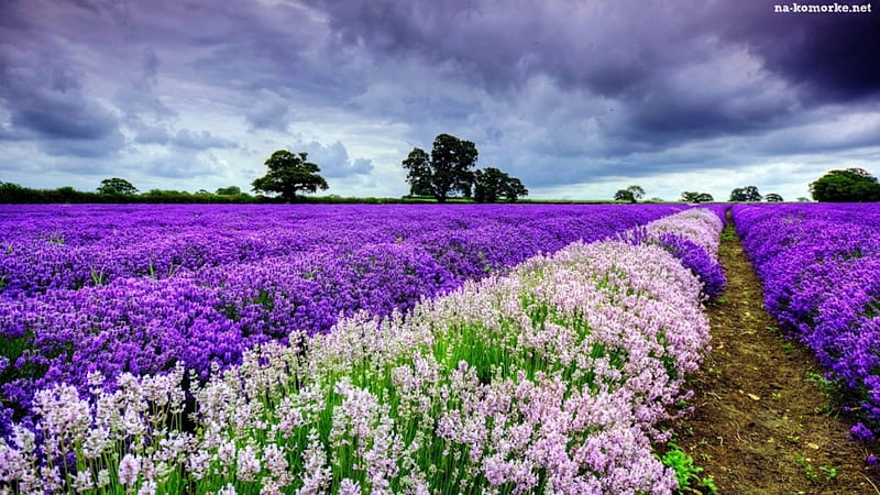lavendar field n clouds, flowers, nature, fields, lavender, white, clouds, HD wallpaper