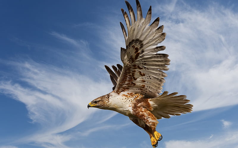 Falcon, flight, predatory bird, USA, HD wallpaper